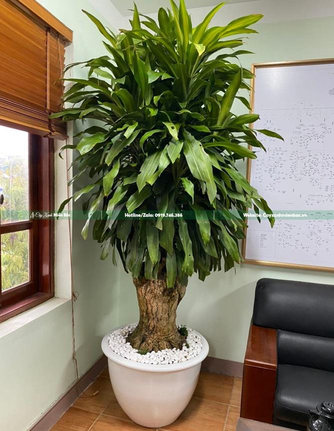 cây thiết mộc lan trồng văn phòng cây thiết mộc lan trồng văn phòng
