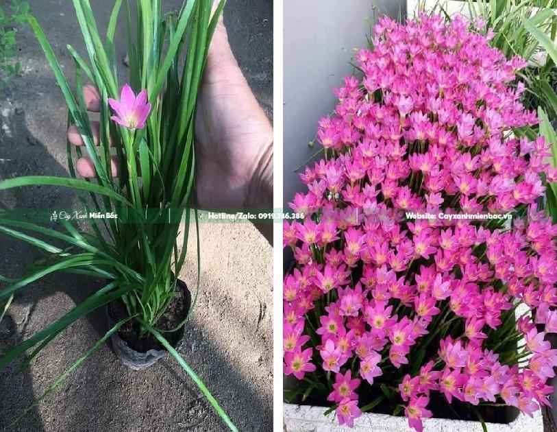 cây tóc tiên hoa cây tóc tiên hoa