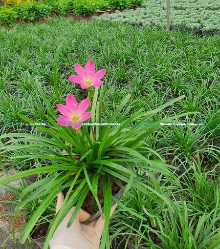 cây tóc tiên hồng cây tóc tiên hồng