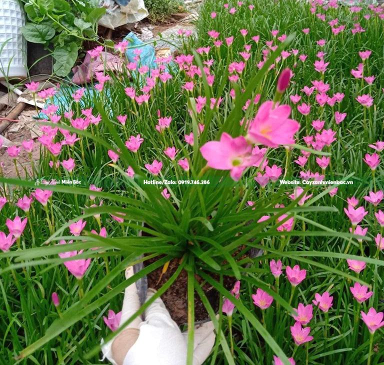 cây tóc tiên tại vườn cây tóc tiên tại vườn