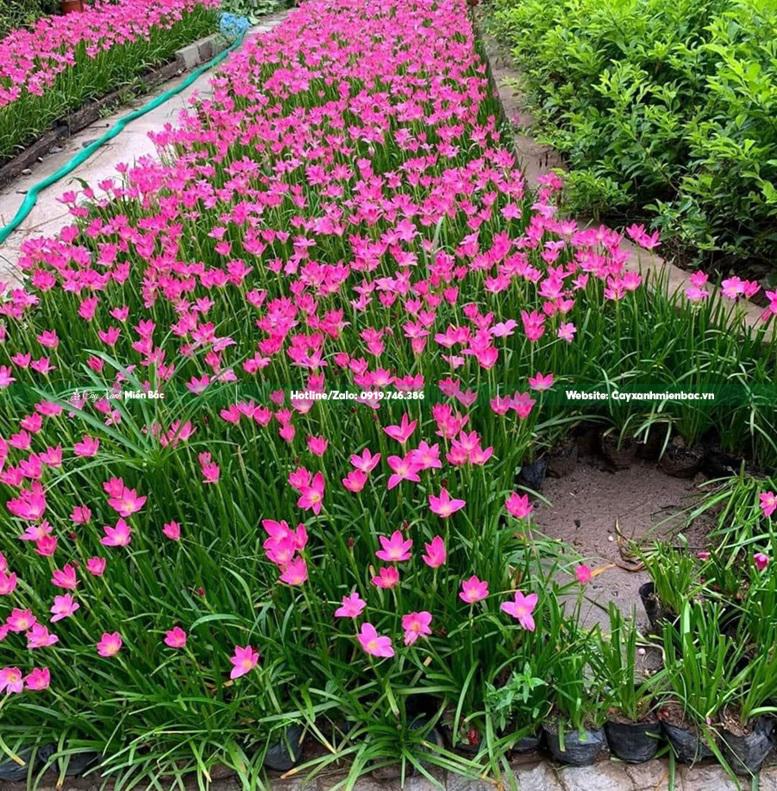 cây tóc tiên cây tóc tiên