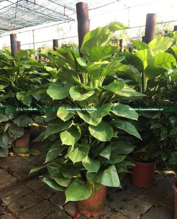 cây trầu bà cột giá tốt cây trầu bà cột giá tốt