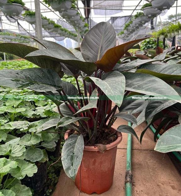 cây trầu bà đế vương đỏ tại vườn cây trầu bà đế vương đỏ tại vườn