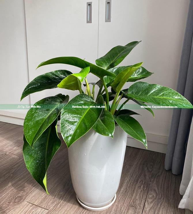 cây trầu bà đế vương xanh cây trầu bà đế vương xanh