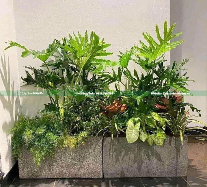 cây trầu bà lá xe trong nhà cây trầu bà lá xe trong nhà