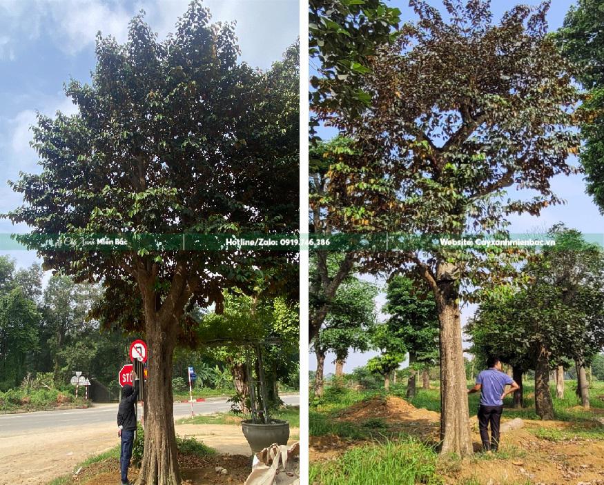 cây vú sữa cổ thụ cây vú sữa cổ thụ