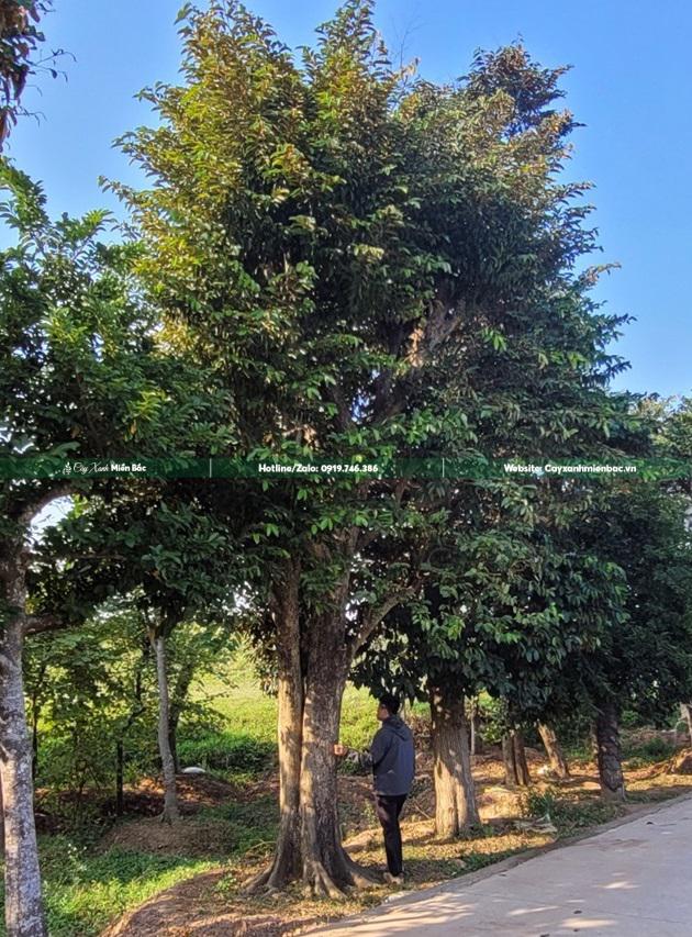 cây vú sữa giá tốt nhất cây vú sữa giá tốt nhất