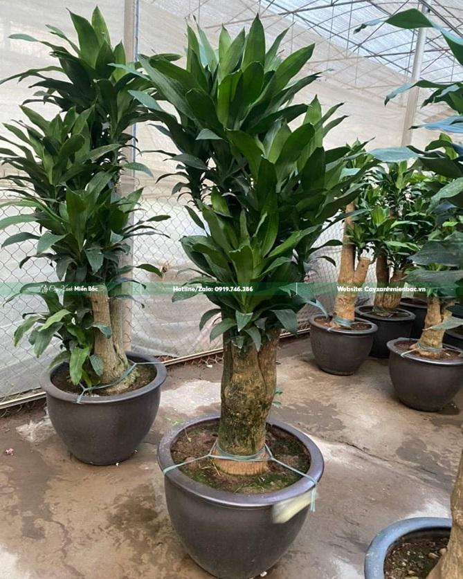 chậu thiết mộc lan văn phòng chậu thiết mộc lan văn phòng