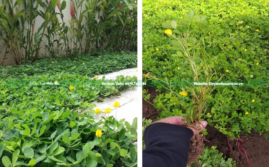 cỏ lá lạc giá tốt cỏ lá lạc giá tốt