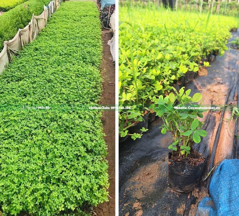 cỏ lạc giá rẻ cỏ lạc giá rẻ