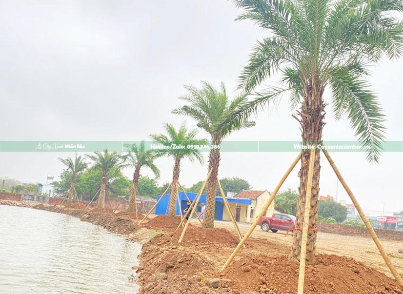 giá bán cây chà là giá bán cây chà là