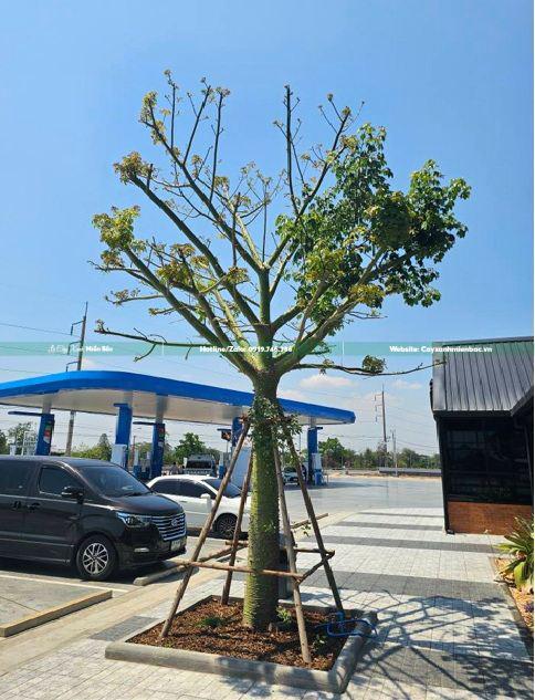 giá bán cây mỹ nhân