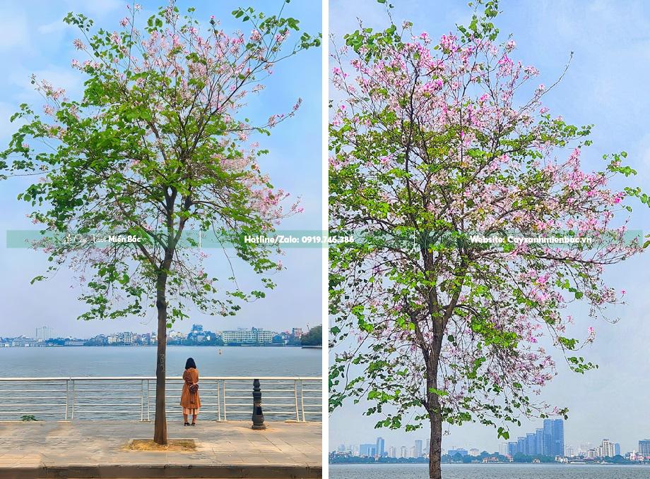 hoa ban tây bắc hoa ban tây bắc