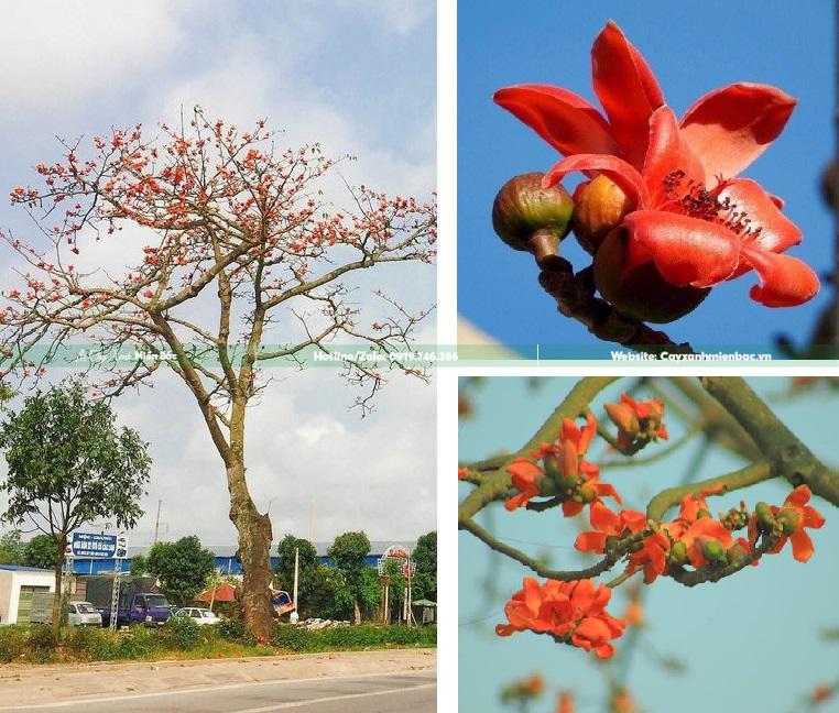 cây hoa gạo cây hoa gạo