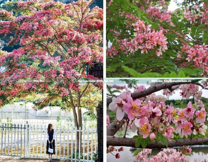 hoa muồng hoa đào hoa muồng hoa đào