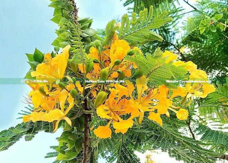 Mua Bán Cây Phượng Vàng, Phượng Vĩ Hoa Vàng Hoa Đẹp Giá Tốt