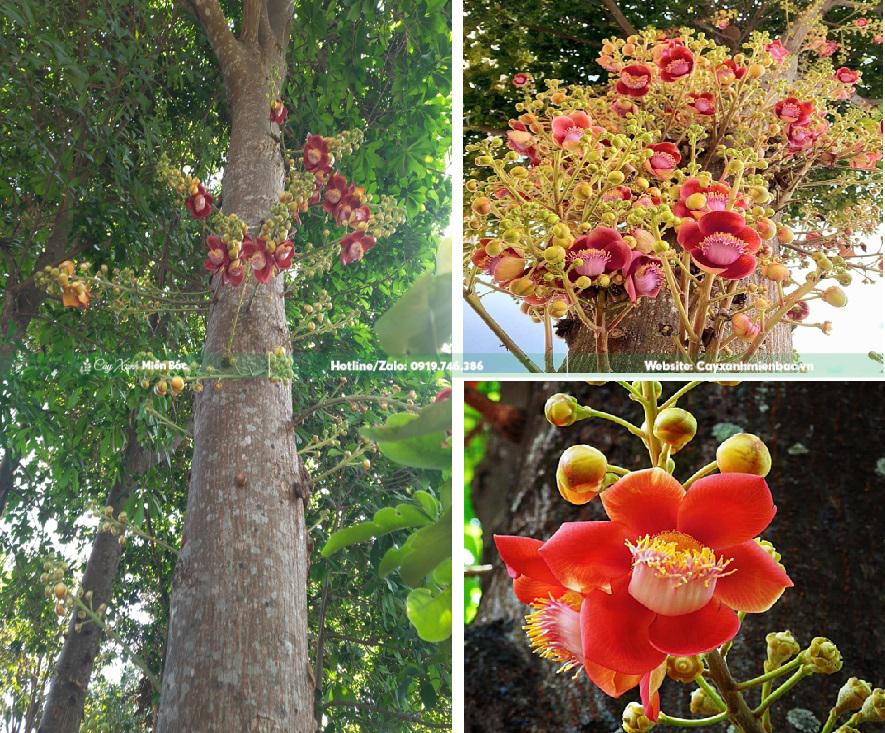 hoa vô ưu hoa sala hoa vô ưu hoa sala