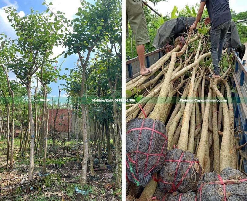 mua bán cây ban tím mua bán cây ban tím