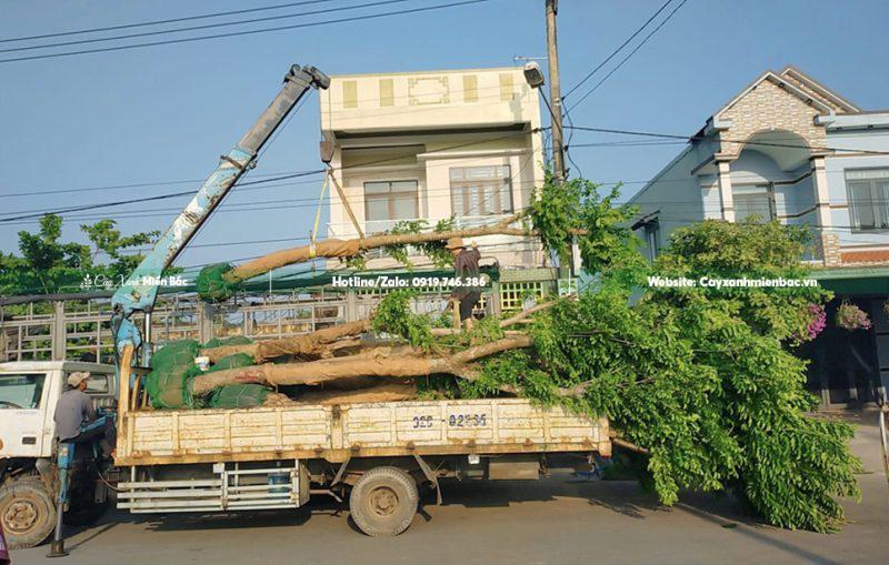 mua bán cây giáng hương