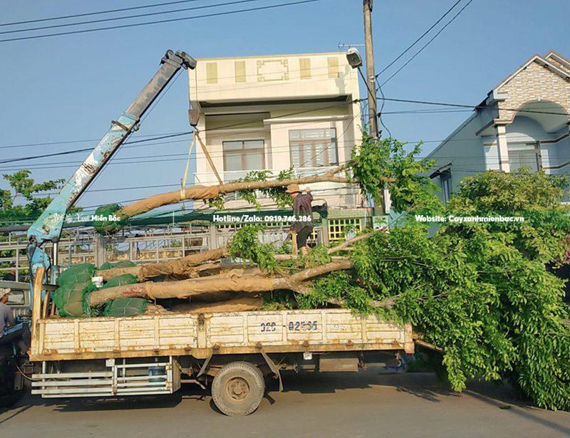 mua bán cây giáng hương