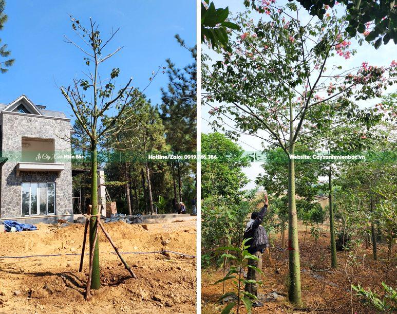 mua bán cây hồng mỹ nhân mua bán cây hồng mỹ nhân