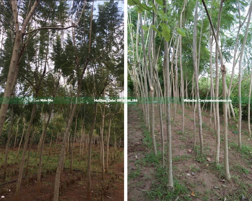 mua bán cây phượng tím mua bán cây phượng tím