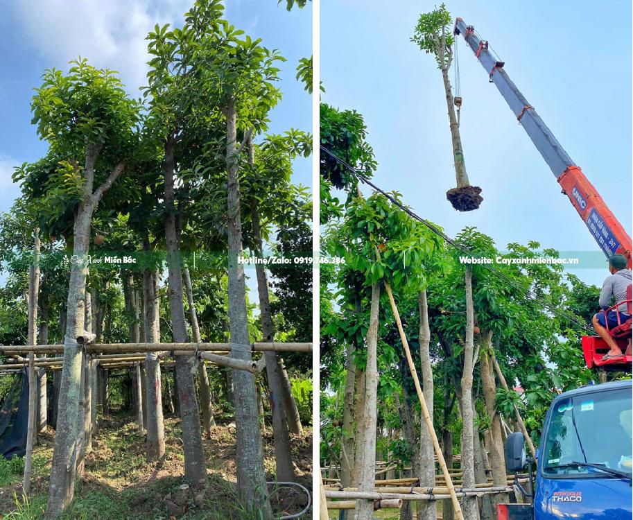 mua bán cây sala hoa đỏ