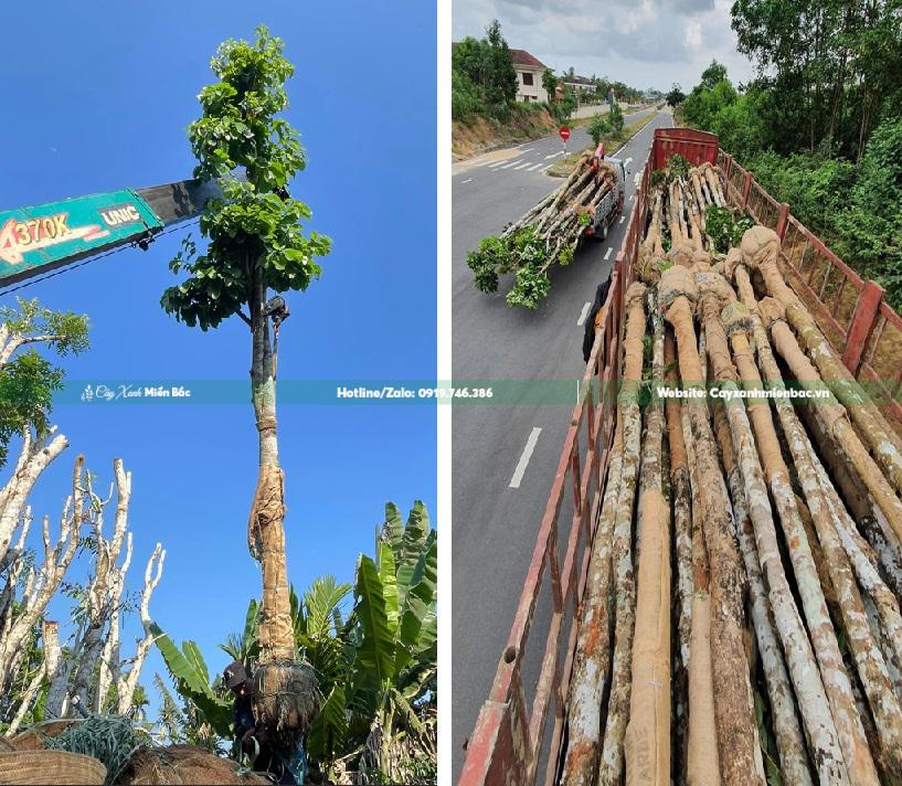 mua bán cây sang công trình mua bán cây sang công trình