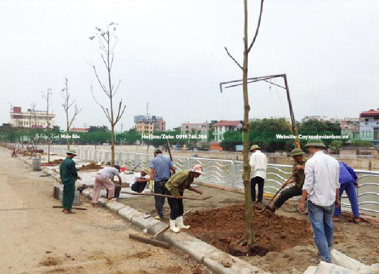 mua bán cây sấu công trình