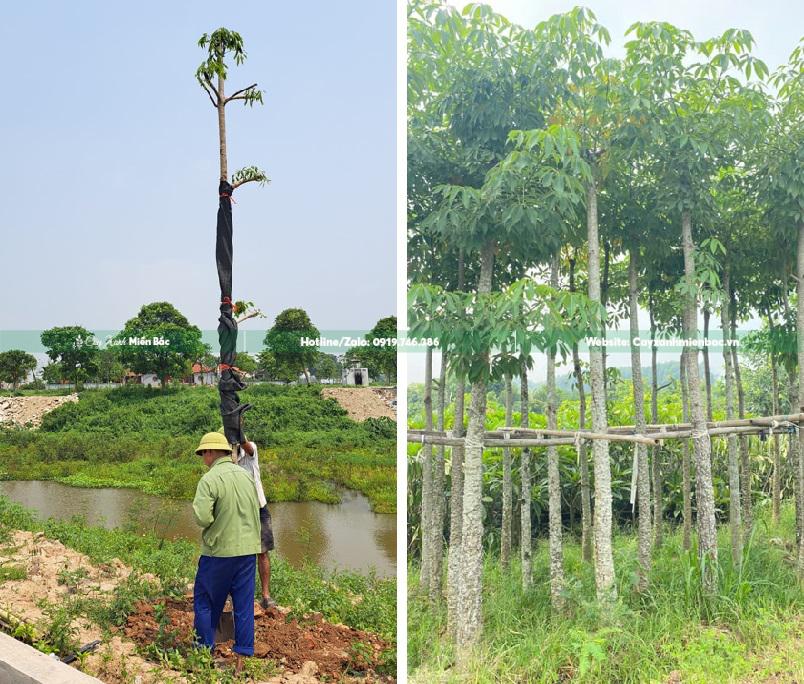 mua cây gạo hoa đỏ