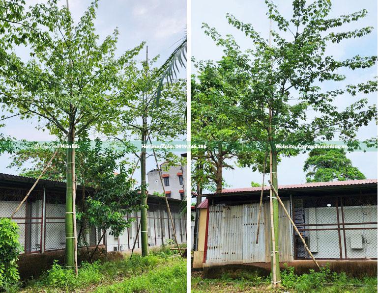 mua cây mỹ nhân giá tốt mua cây mỹ nhân giá tốt