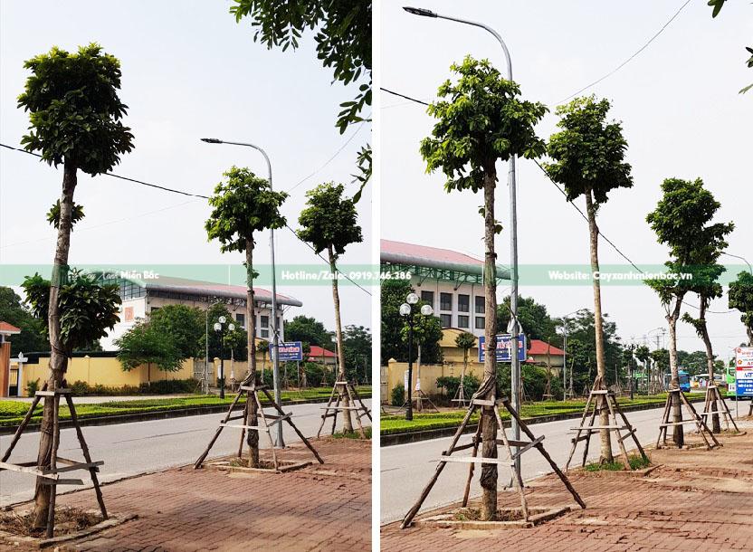 mua cây sang giá tốt