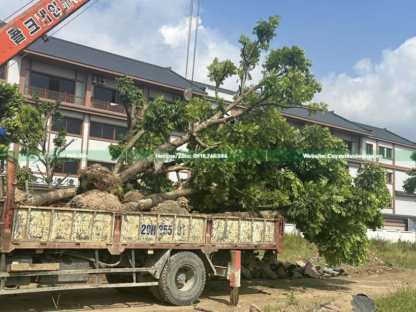 mua cây sấu công trình giá tốt