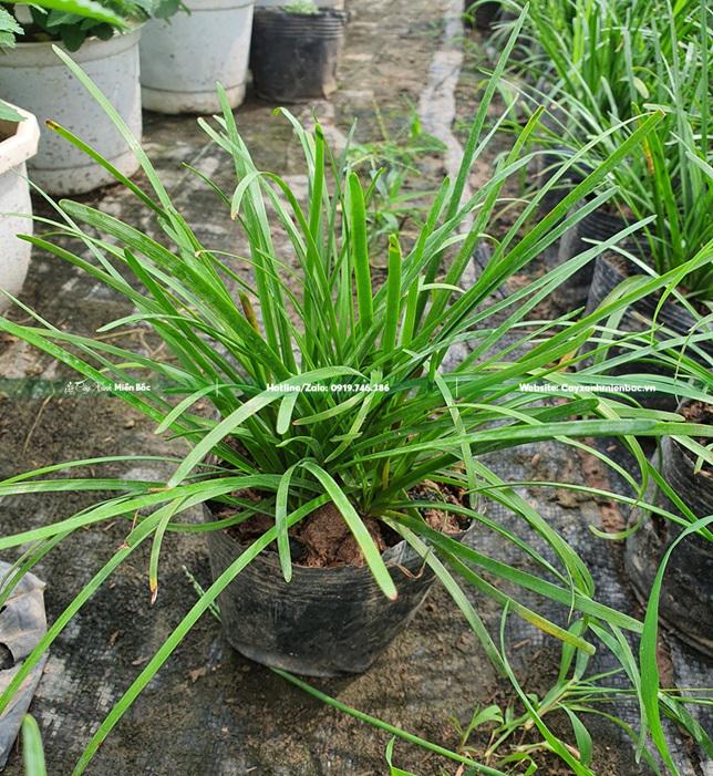 mua cây tóc tiên mua cây tóc tiên