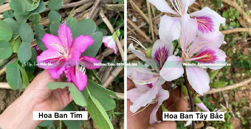 so sánh hoa ban tím và hoa ban tây bắc