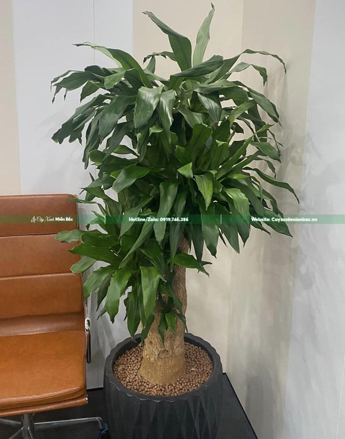 thiết mộc lan trong nhà thiết mộc lan trong nhà