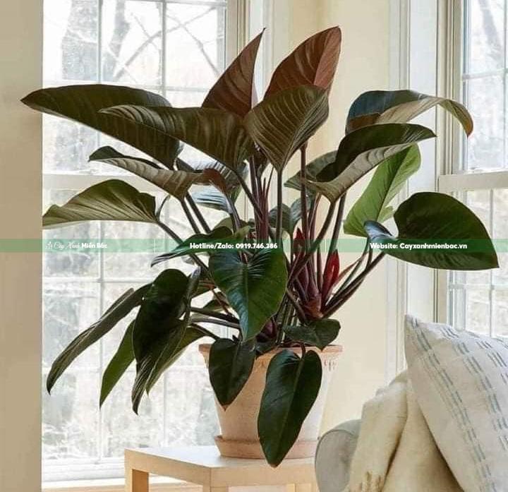 trầu bà đế vương đỏ trầu bà đế vương đỏ