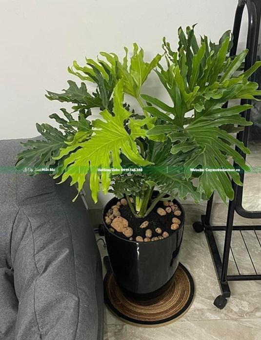 trầu bà lá xẻ văn phòng trầu bà lá xẻ văn phòng