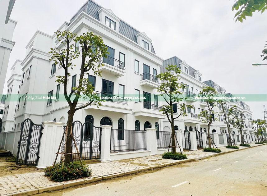 trồng bán cây sấu công trình trồng bán cây sấu công trình