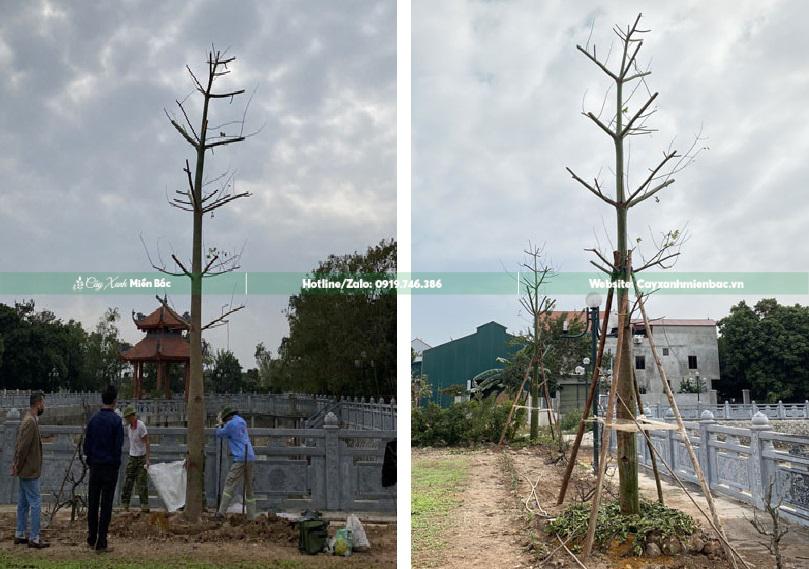 trồng cây mỹ nhân trồng cây mỹ nhân