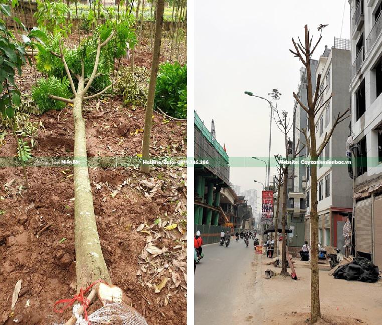 trồng cây sấu trồng cây sấu