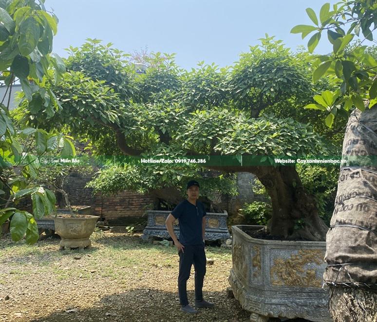 Cây sung bonsai