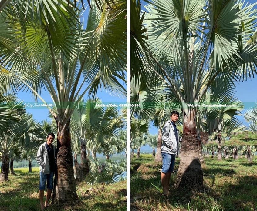 Bán cây kè bạc Bán cây kè bạc