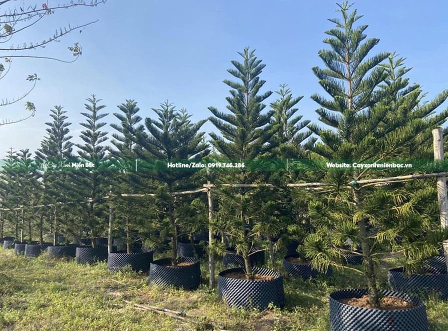 Cây bách tán giâm ủ tại vườn Cây bách tán giâm ủ tại vườn