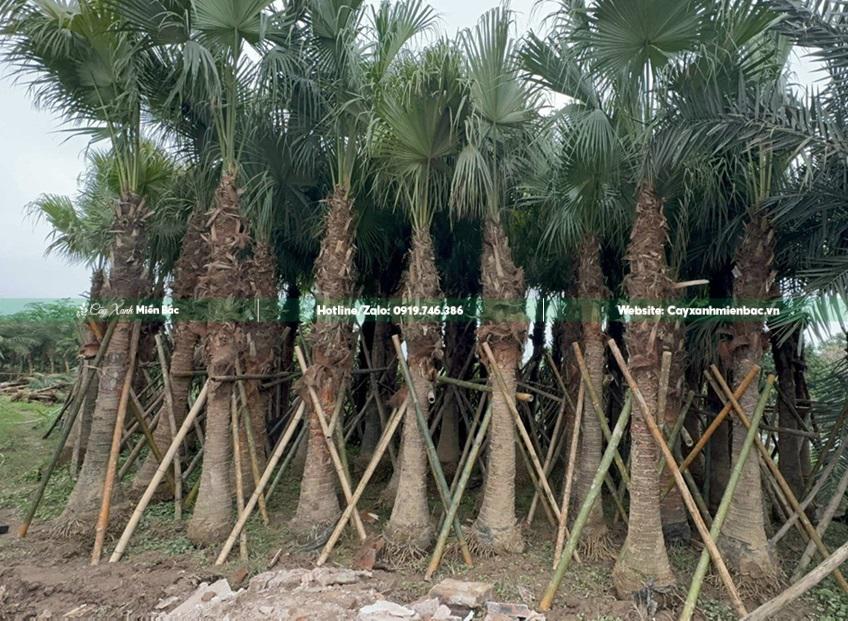 Cây cọ giá tốt Cây cọ giá tốt