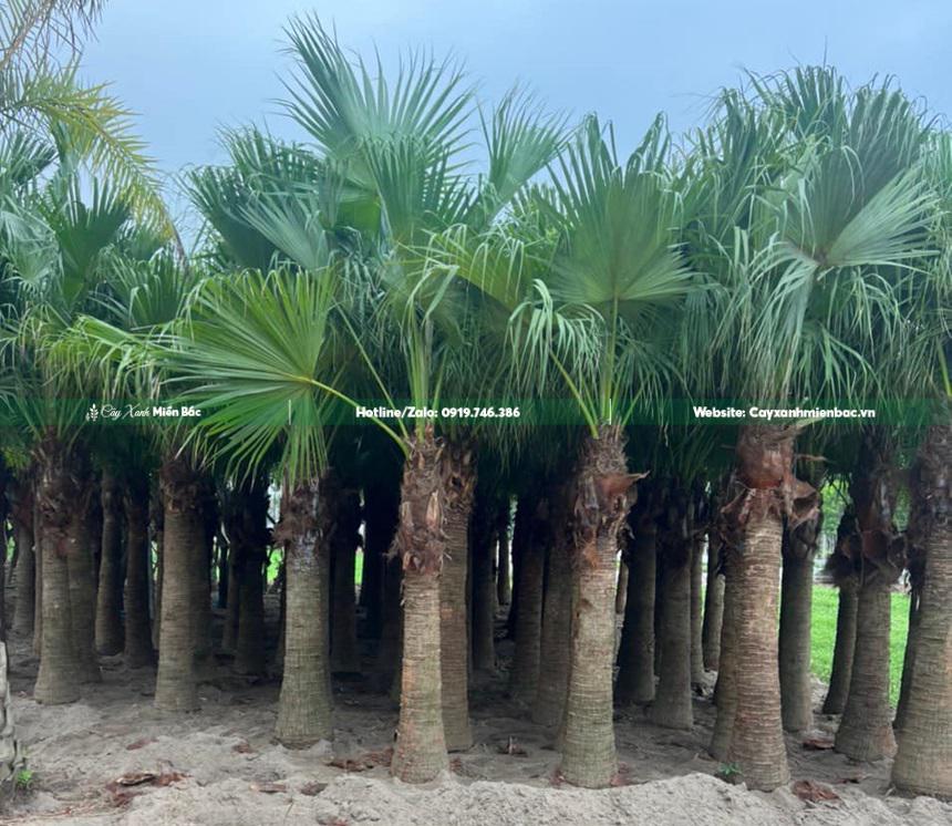 Cây cọ lóng 2m Cây cọ lóng 2m