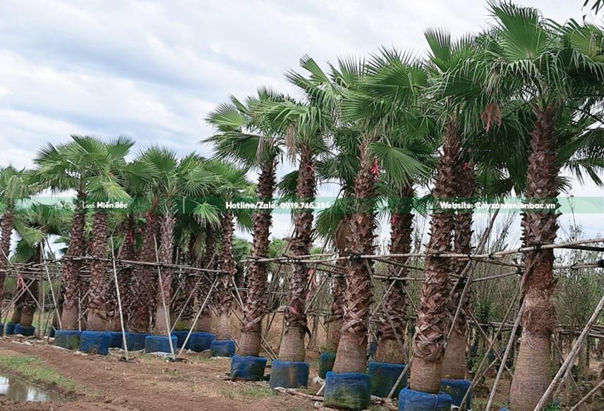 Cây cọ mỹ lộ thân 4m Cây cọ mỹ lộ thân 4m