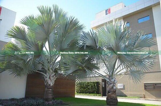 Cây kè bạc cỡ nhỏ trồng tại nhà máy Cây kè bạc cỡ nhỏ trồng tại nhà máy