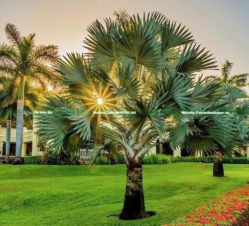 Cây kè bạc công trình Cây kè bạc công trình