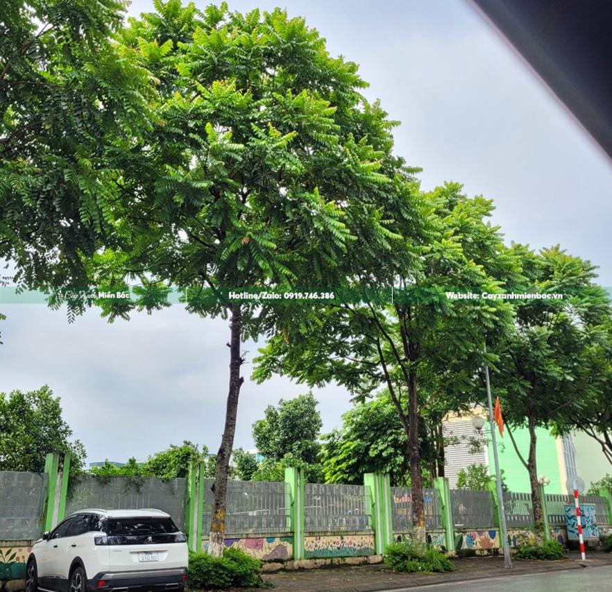 Cây lát hoa Cây lát hoa